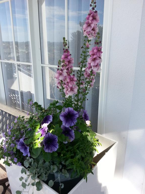 Lush&Co Auckland Bed&Breakfast Exterior foto